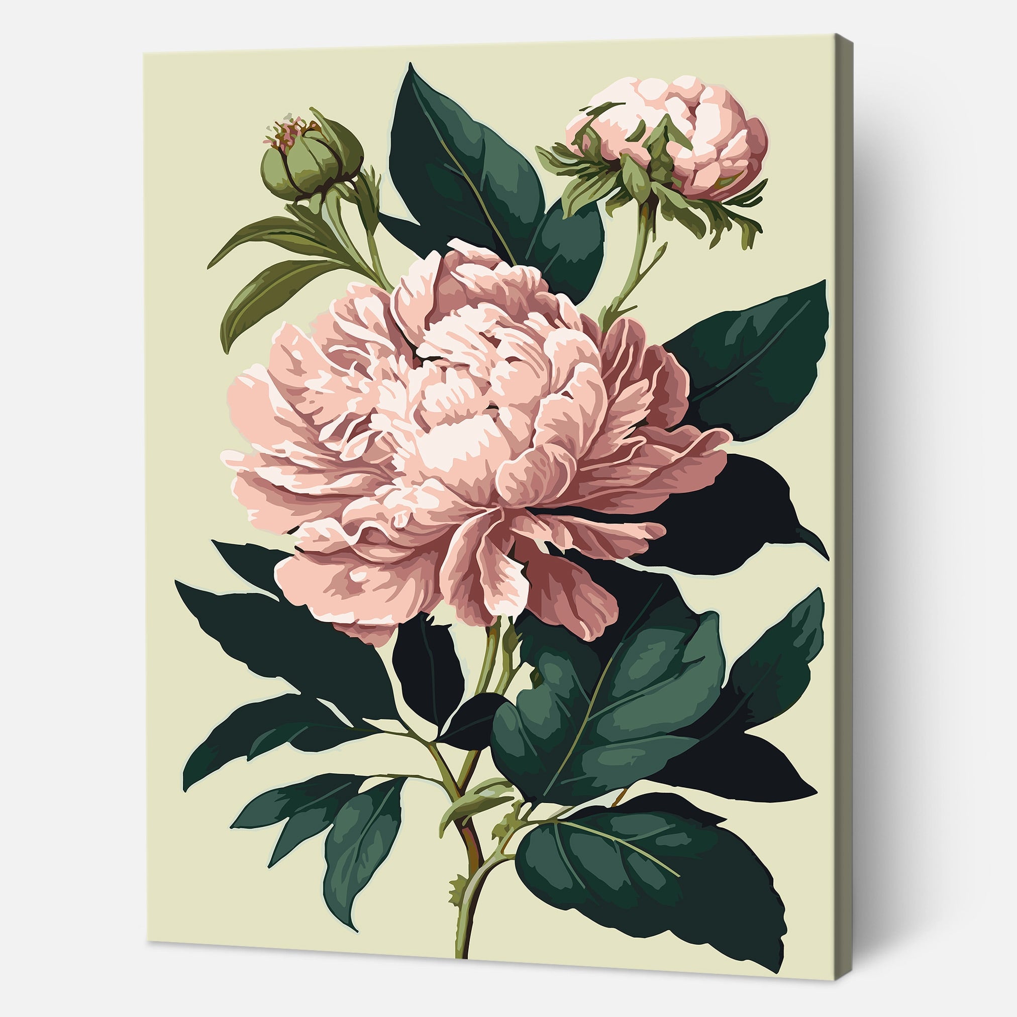 Romantic Peonies