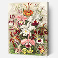 Orchideae Denusblumen