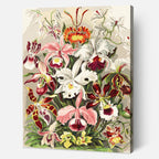 Orchideae Denusblumen