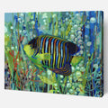 Imperial Angelfish