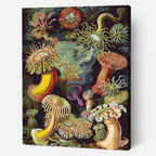Sea Anemones