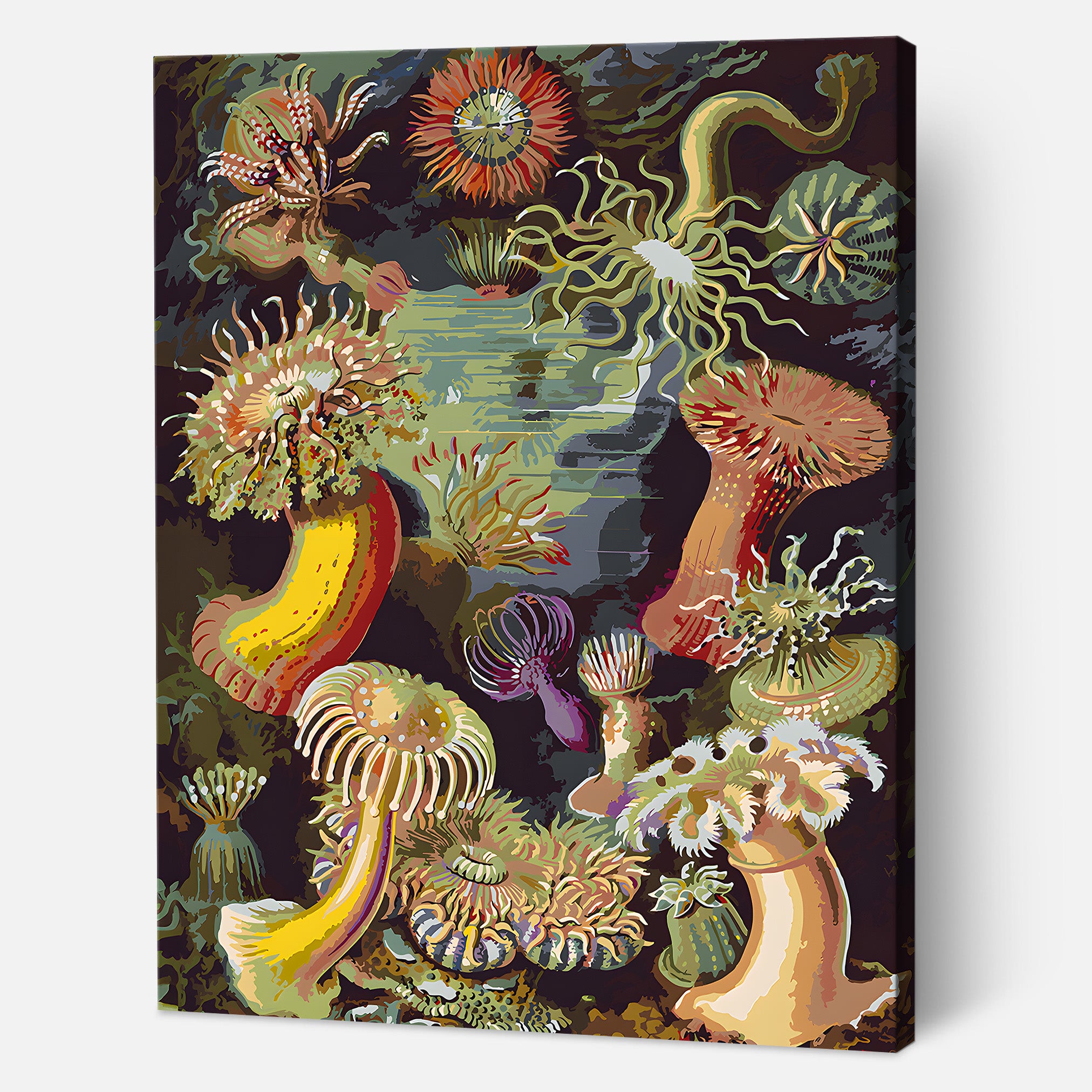 Sea Anemones
