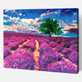 Lavender fields of Provence
